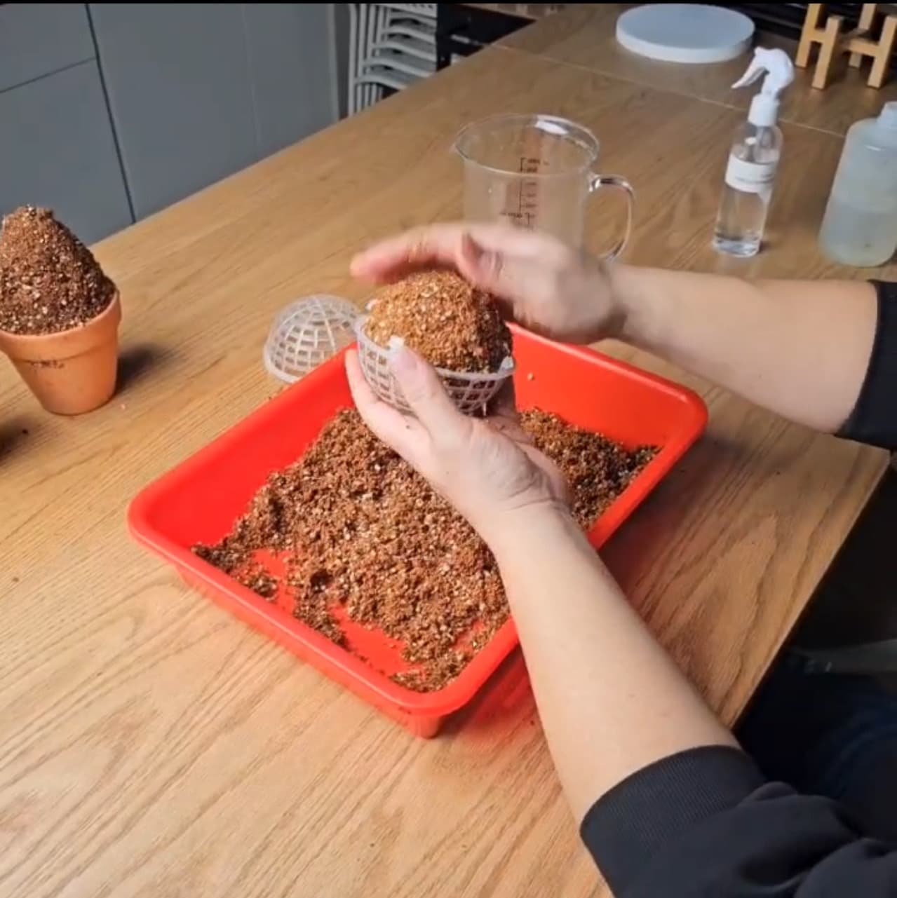 丸葉姬秋麗 : 一吋